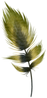 Feather watercolor hand paint png