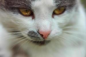 portrait of a cute cat close up photo