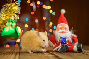 cute fluffy hamster and Santa Claus on wooden background bright bokeh festive atmosphere photo