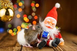 cute rat in Christmas decor, Santa Claus and bokeh photo