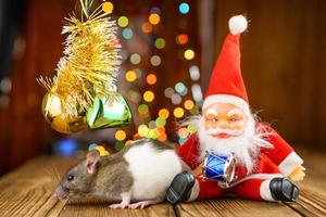 cute rat in Christmas decor, Santa Claus and bokeh photo