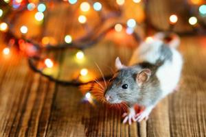 cute rat on wooden background beautiful bokeh photo