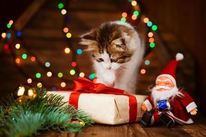 Christmas cat. Little curious funny kitten plays with gift box next to santa photo