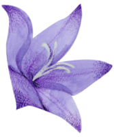 waterverf bloemen botanisch hand- verf png