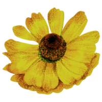 waterverf bloemen botanisch hand- verf png