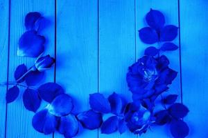 rosas azules sobre un fondo azul de madera en forma de marco. foto