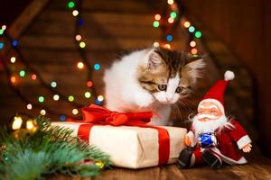 Christmas cat. Little curious funny kitten plays with gift box next to santa photo