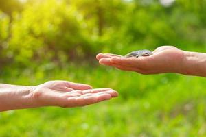 hand in hand gives coins on green background, Finance concept and loans. photo