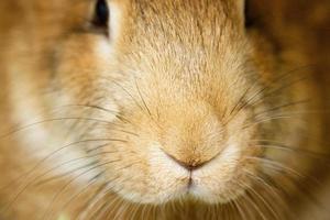 muzzle close-up of a funny cute red rabbit photo