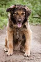 Portrait of a dog in close-up against the background of nature photo