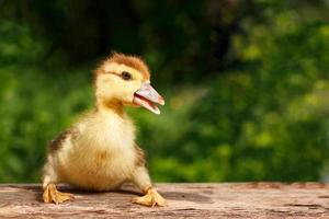 Small cute duckling on the background of green nature photo