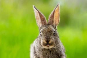 Beautiful funny grey rabbit on a natural green background photo