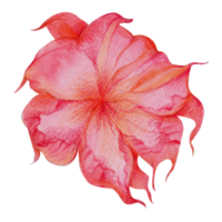 waterverf bloemen botanisch hand- verf png