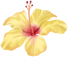 waterverf bloemen botanisch hand- verf png