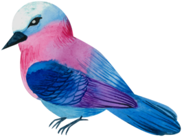 Little Bird watercolor hand paint png