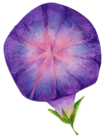 waterverf bloemen botanisch hand- verf png