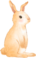 aquarela de animal adorável da floresta png