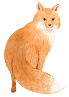 bosco adorabile animale acquerello png