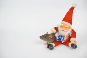 new year of the rat on white background photo
