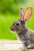 Beautiful funny grey rabbit on a natural green background photo
