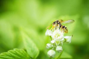 a wasp sits on a raspberry flower photo