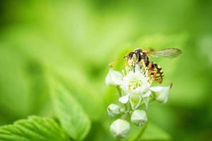 a wasp sits on a raspberry flower photo