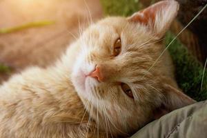 Portrait of a cute red cat in nature photo