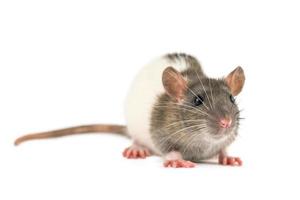 portrait of a pet rat on a white background is isolated photo