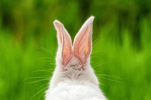 retrato de un conejo blanco gracioso sobre un fondo natural verde foto