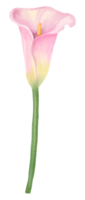 waterverf bloemen botanisch hand- verf png