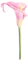 waterverf bloemen botanisch hand- verf png