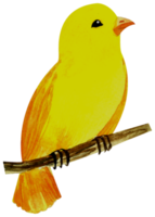 weinig vogel waterverf hand- verf png