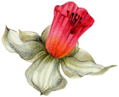 waterverf bloemen botanisch hand- verf png