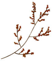 herfst element waterverf ornament png