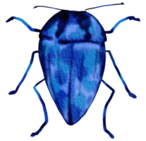 Bug watercolor insect hand painted png