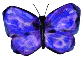 papillon aquarelle insecte peint à la main png