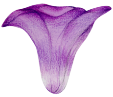 waterverf bloemen botanisch hand- verf png