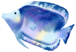 sob a aquarela de animais marinhos png