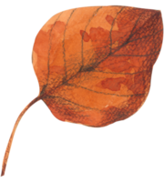 laub aquarell blatt handfarbe png