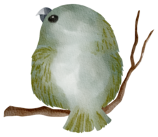 pajarera acuarela pintada a mano png