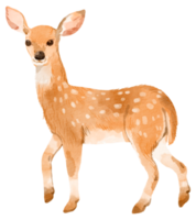 bosque adorable animal acuarela png