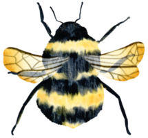 insecto acuarela insecto pintado a mano png