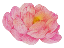 acquerello floreale botanico mano dipingere png