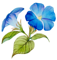 pintura à mão botânica floral aquarela png
