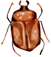 kever waterverf insect hand- geschilderd png