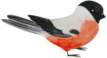 passarinho pintado à mão em aquarela png