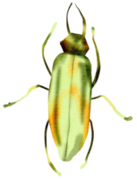 Bug watercolor insect hand painted png