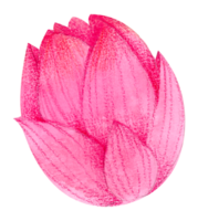 waterverf bloemen botanisch hand- verf png