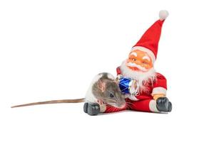 cute rat on white background Santa Claus insulator. photo