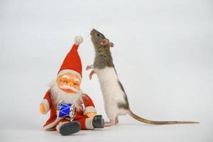 new year of the rat on white background photo